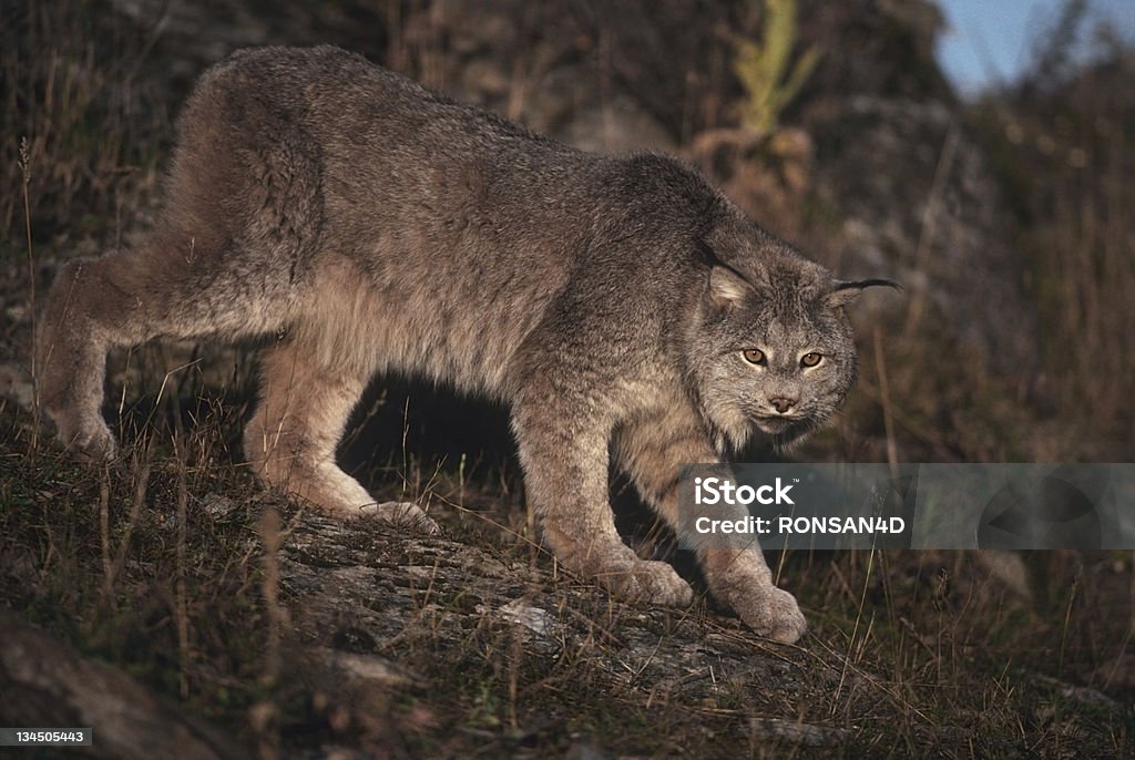 Lynx - Lizenzfrei Kanadaluchs Stock-Foto