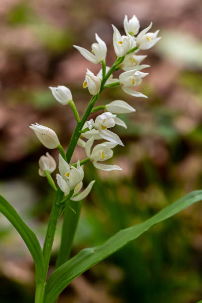 istock Cephalanthera longifolia flower in the field, close up 1345054593