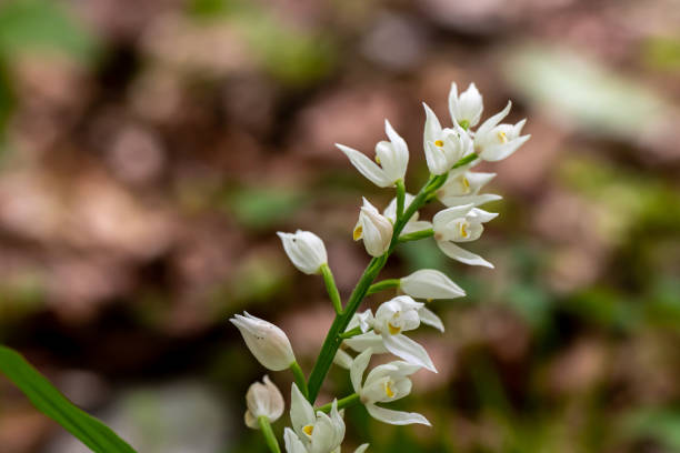istock Cephalanthera longifolia flower in the field 1345054599