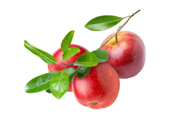 les pommes se ramifient sur fond blanc. - apple red fruit autumn photos et images de collection