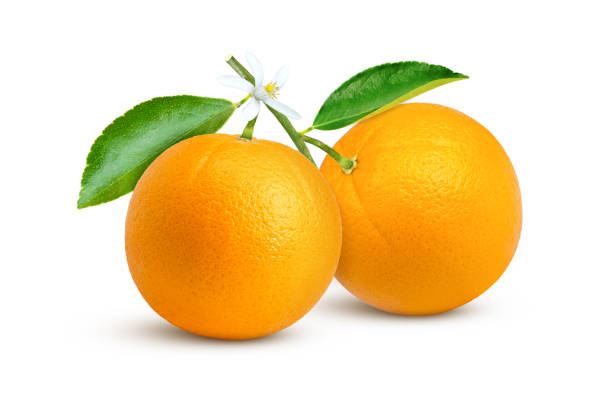 ramo di due frutti arancioni con foglie verdi e fiore isolato su fondo bianco. - blossom orange orange tree citrus fruit foto e immagini stock