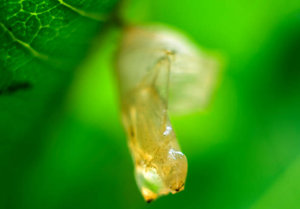 Empty butterfly cocoon closes up macro photograph, larvae transform into the beautiful butterfly leaves the cocoon behind.