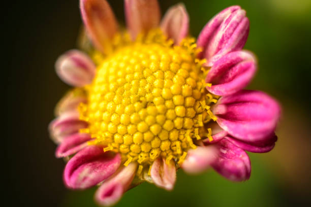 chrysantheme 'bodeka' eintypische blumen-nahaufnahme makrofotografie. die schöne struktur des goldgelben blütenkopfes. - chrysanthemum macro close up single object stock-fotos und bilder