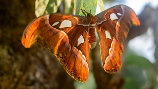 Snake head moth butterfly full wingspan close up photograph, largest moth in Sri Lanka. Snakehead moth butterfly full wingspan closeup photograph, largest moth in Sri Lanka. lepidopterans stock pictures, royalty-free photos & images