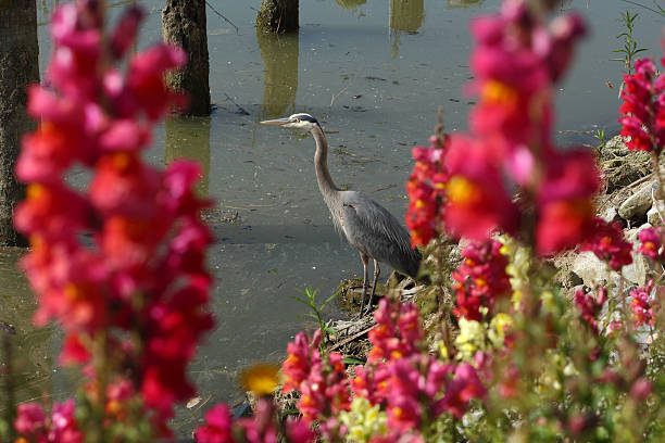 Flowers and Great Blue Heron