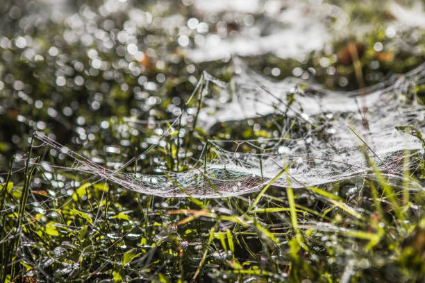 Almost Indian-summer weather here in mid-September.
Autumn morning with dewdrops on the grass and a beautiful cobweb on the lawn. Protection of the untouched natural environment. Little inhabitants of the wild. Close-up. casi el clima de verano indio aquí a mediados de septiembre.
mañana de otoño con gotas de rocío en la hierba y una hermosa telaraña en el césped. protección del entorno natural intacto. pequeños habitantes de la naturaleza. primer plano.