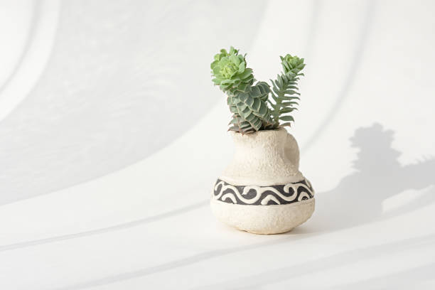 istock Succulents close-up on a white background in soft focus 1345058846