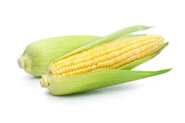 Two fresh sweet corn ears isolated on white background.