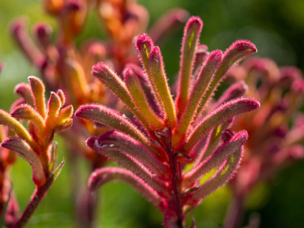 istock Red Flowering Kangaroo Paw Plant 1345059942
