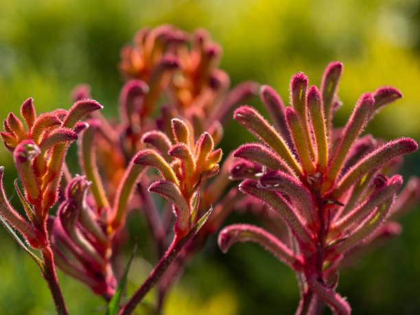 istock Red Flowering Kangaroo Paw Plant 1345060056