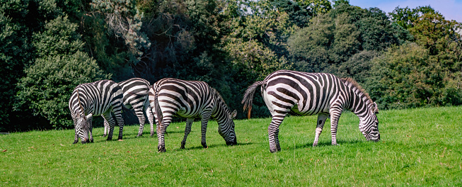 Panoramic view of four zebras  on the grass in summer