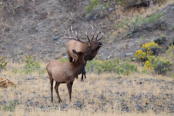 istock Enormous 7x7 bull elk bugling, rounding up elk cows 1345061025