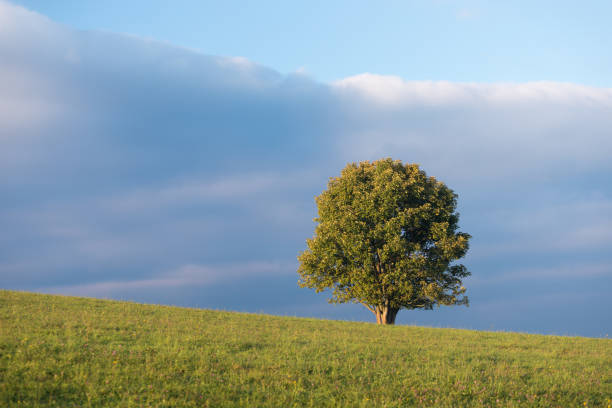 istock Lonely green tree in the field. Autumn time 1345061778