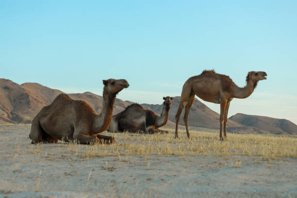 istock Camel in Desert land at Sunrise. Desert concept. 1345061831