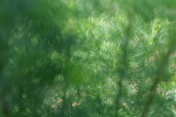 les herbes hautes comme fond naturel. - grass tall timothy grass field photos et images de collection