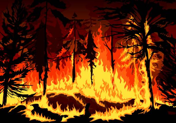 Forest fire, wildfire disaster with burning trees Pine forest fire, wildfire danger disaster with burning trees, grass and bushes, vector background natural disaster of burning forest in fire flames, nature and environment ecology catastrophe wildfire smoke stock illustrations