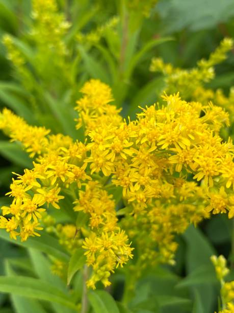 Solidago altissima high vore or late veneer Solidago altissima has from one to two meters small yellow flowers one plant can produce 1500 flowers vore stock pictures, royalty-free photos & images
