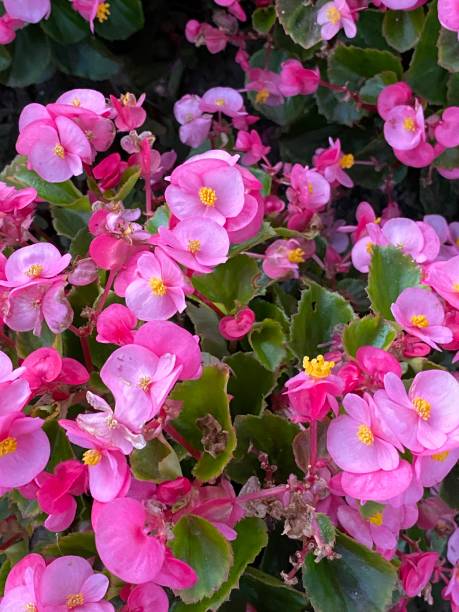istock Begonia xsemperflorens-cultorum hort Begonia constantly blooming 1345064209