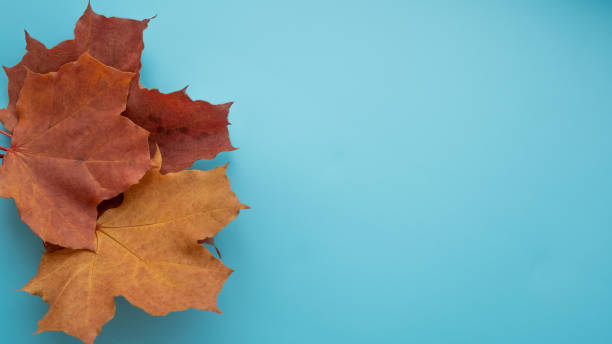 istock Red autumn leaves lie on the side, on a blue background. copy space. 1345065092