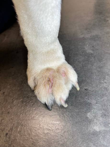 istock Dermatological changes on the dog's paw 1345066124