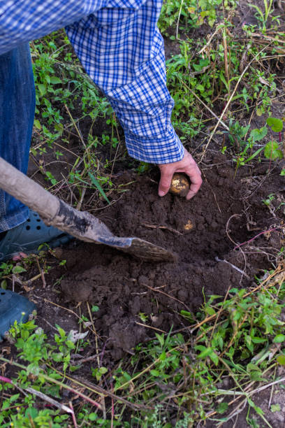 istock Farmer digs young yellow potatoes 1345066346