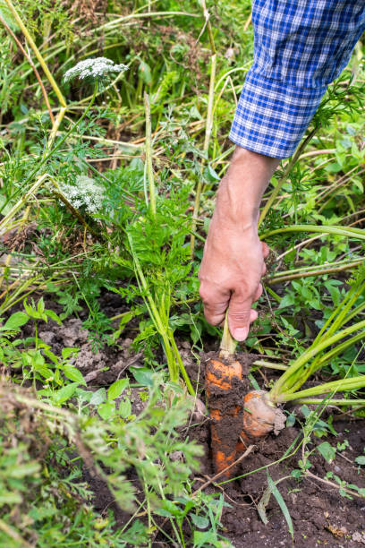 istock Farmer digs fresh organic carrots 1345066348