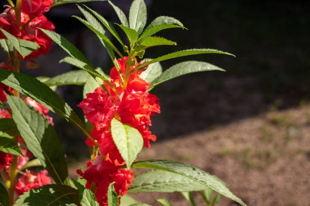 impatiens balsamina, die im garten blüht - indisches springkraut stock-fotos und bilder