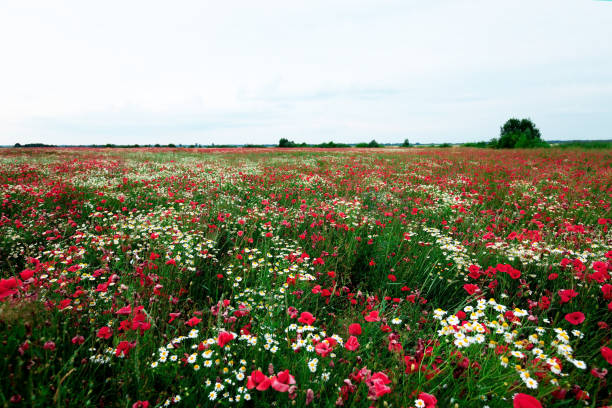 istock Summer field of red blooming poppies 1345067402