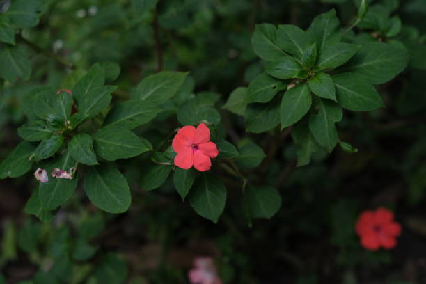 istock Small red flowers that grow wild in the forest 1345067460