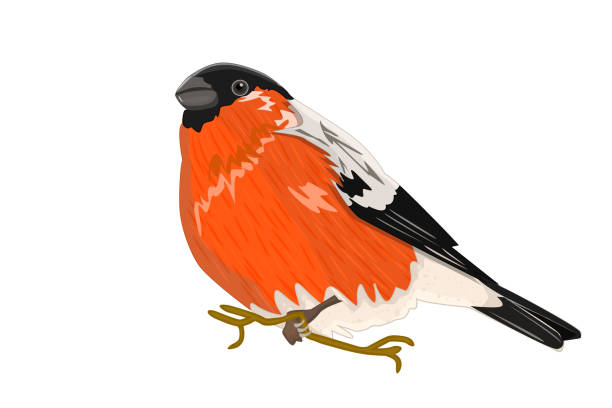 Bullfinch isolated on white background. Cartoon finch. Beautiful red winter bird. vector art illustration