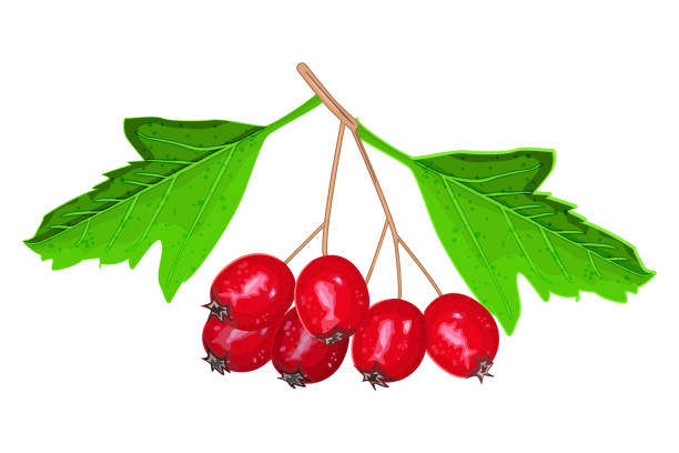 głóg izolowany na białym tle. pęczek czerwonych jagód głogu z zielonymi liśćmi. - crataegus monogyna stock illustrations