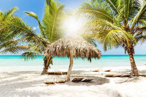 istock Beach scene with sunbeds and umbrella under coconut palms 1345068924