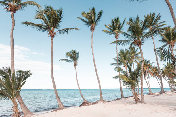 istock Coconut palm trees an pristine bounty beach 1345069049