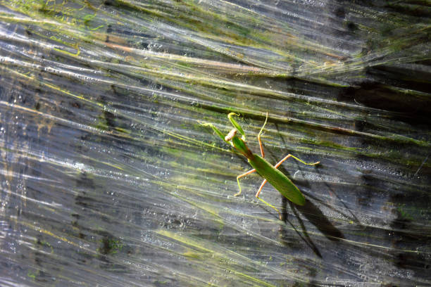 Mantis in Defensive Stance