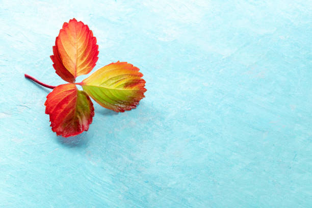 Vibrant autumn leaf on a blue background with a place for text. Minimal fall banner with copy space