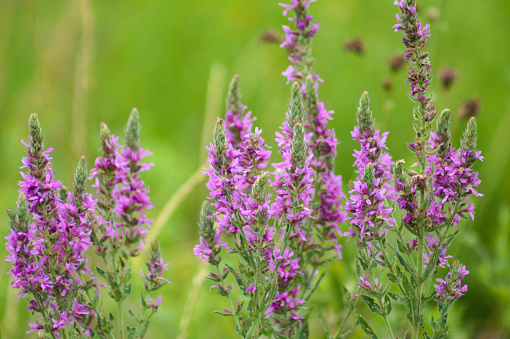 Purple loosestrife flowers landscape close-up view with selective focus on foreground