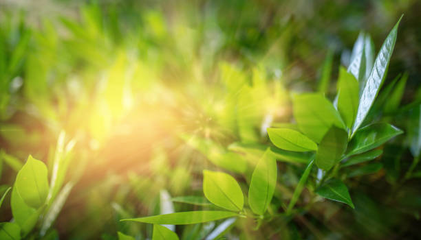 istock Sunshine in fresh green leaves, copy space 1345074332
