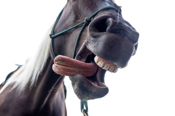 istock Close up of a horses mouth 1345074399