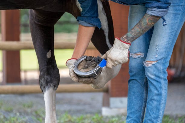 istock Female rancher working with her horse 1345074438