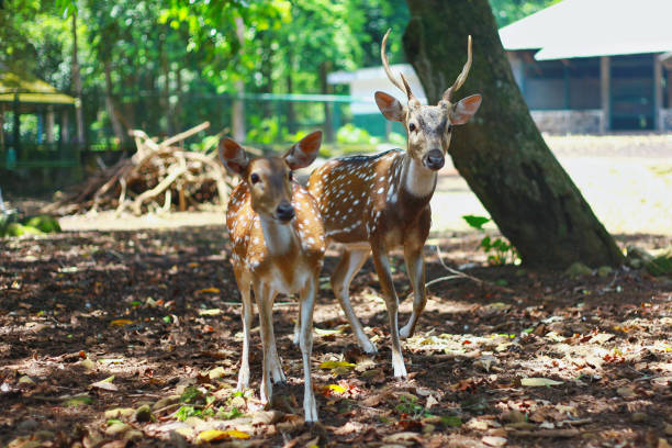 istock Deer and doe looking at the camera 1345075072