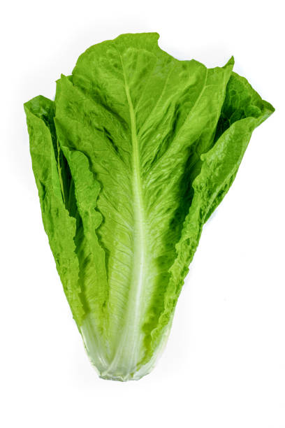 Fresh green Romaine Lettuce (Lactuca sativa) on isolated white background Fresh green Romaine Lettuce (Lactuca sativa) on isolated white background Romaine stock pictures, royalty-free photos & images