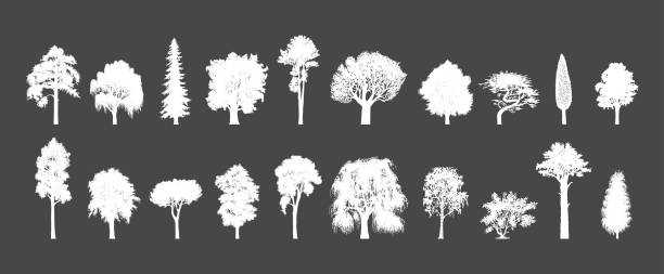 illustrazioni stock, clip art, cartoni animati e icone di tendenza di sagome di alberi, illustrazioni disegnate a mano. legni di conifere o latifoglie, schizzi vettoriali. foresta su sfondo nero. - tree silhouette elm tree vector