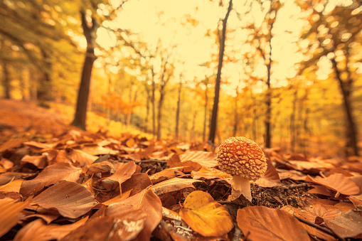 Forest floor close up with a fly agaric mushroom during an autumn day in a beech tree forest with brown leafs on the hills in the Veluwezoom nature reserve in Gelderland, Netherlands.