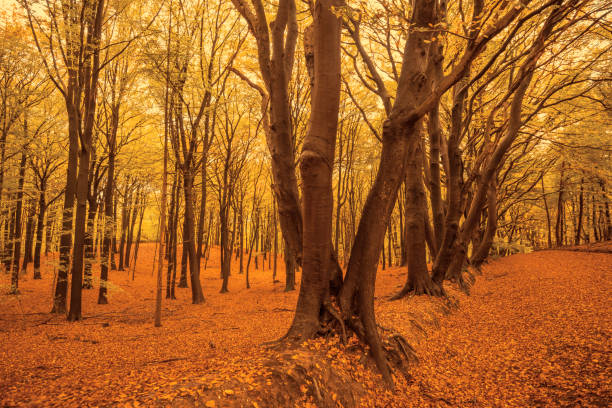 Autumn day in a beech tree forest with brown leafs on the hills in the Veluwezoom nature reserve in Gelderland, Netherlands.