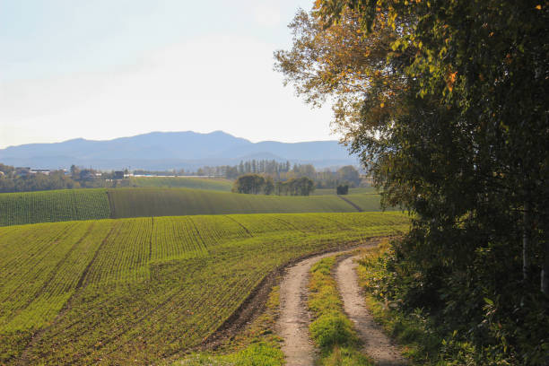 Autumn rural gravel road