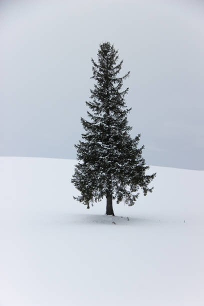 istock Pine tree standing in the snow field in Biei 1345078648