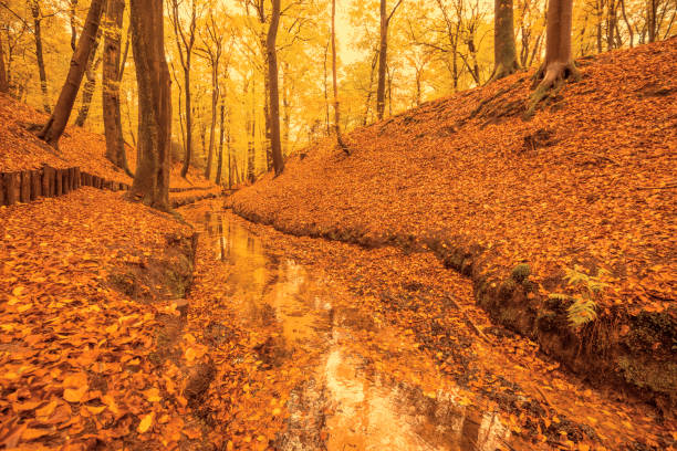 Creek with flowing water in a beech tree forest with brown leafs on the hills in the Veluwezoom nature reserve in Gelderland, Netherlands.