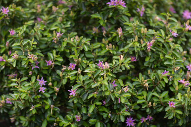 istock beautiful purple flowers 1345079861