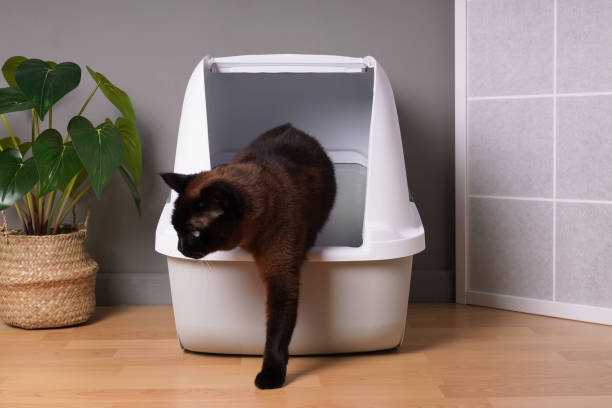 brown indoor cat stepping out of closed kitty litter box in living room - litter imagens e fotografias de stock