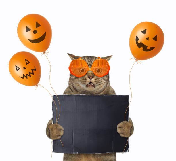istock Cat in glasses with blank poster 2 1345081158